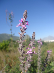 Aloysia macrostachya