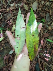 Virola allenii