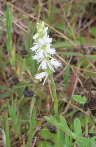 Spring lady's tresses (Spiranthes vernalis)