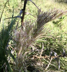 Schizachyrium microstachyum