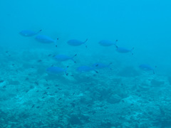 Caesio lunaris
