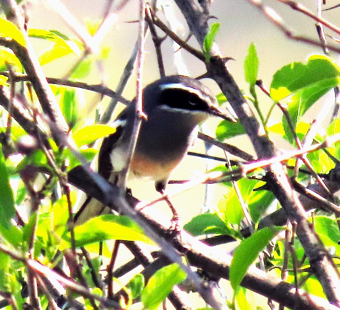 Fairy Flycatcher (Stenostira scita), photo 5