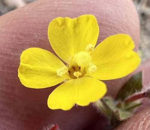 Camissoniopsis pallida, photograph 3