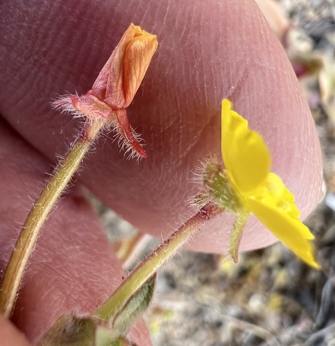 Camissoniopsis pallida, photograph 4