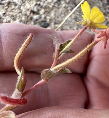 Camissoniopsis pallida, photograph (c) Steve Matson, some rights reserved (CC BY)