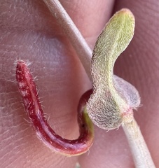 Camissoniopsis pallida, photograph (c) Steve Matson, some rights reserved (CC BY)