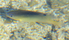 Stegastes leucostictus
