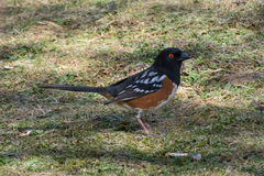 Pipilo maculatus curtatus