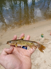 Ameiurus platycephalus