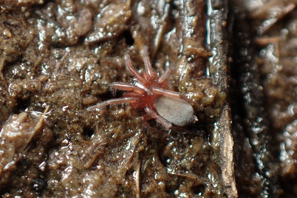 Haplodrassus rhodanicus