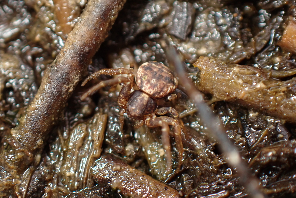 Ozyptila furcula