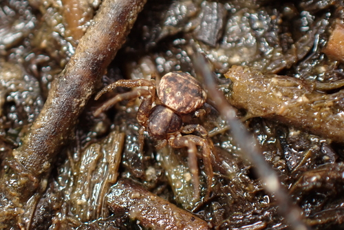Ozyptila furcula