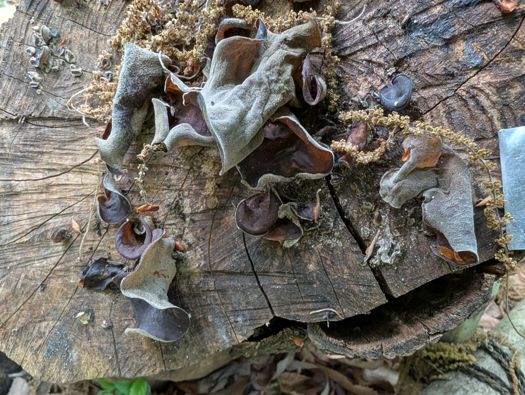 Auricularia polytricha · April 2026 · photo: © atsushi_nakajima_cirque (iNaturalist, cc-by)