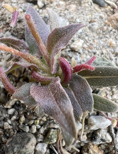 Camissoniopsis pallida