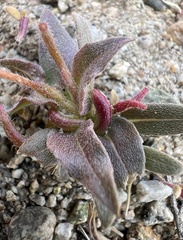Camissoniopsis pallida