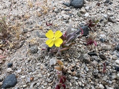 Camissoniopsis pallida, photograph (c) Steve Matson, some rights reserved (CC BY)