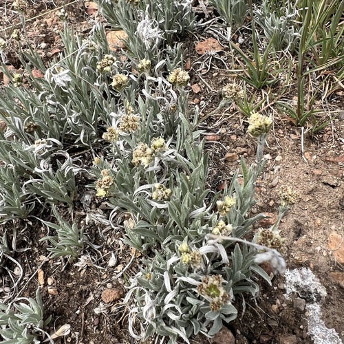 Antennaria stenophylla observed 2026-04-18