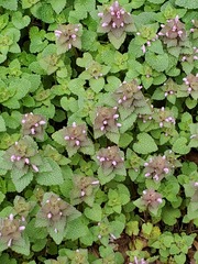 Lamium purpureum