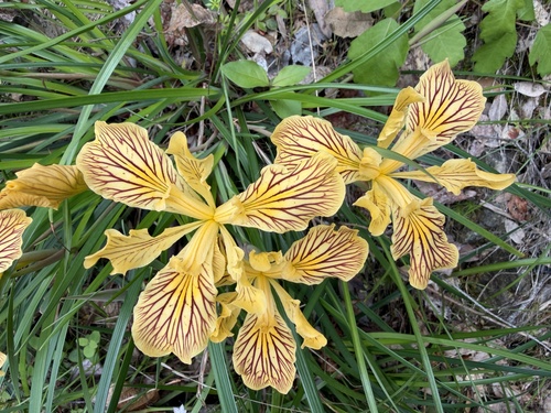 Iris innominata