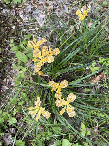 Iris innominata, photograph 5