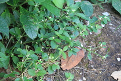 Gomphrena celosioides