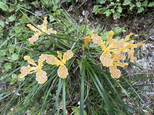 Iris innominata, photograph 6