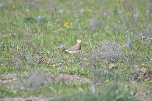 iNaturalist image