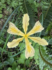 Iris innominata, photograph (c) Dee Shea Himes, some rights reserved (CC BY)