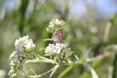 Leptotes cassius cassius