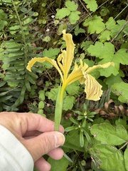 Iris innominata, photograph (c) Dee Shea Himes, some rights reserved (CC BY)