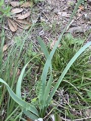 Zephyranthes drummondii