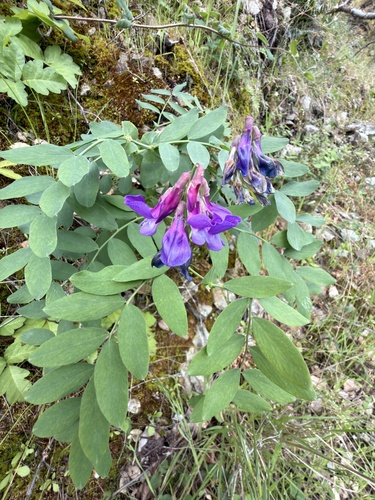 Lathyrus polyphyllus, photograph 5