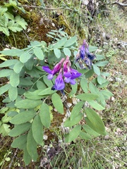 Lathyrus polyphyllus, photograph (c) Dee Shea Himes, some rights reserved (CC BY)