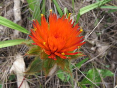 Gomphrena arborescens