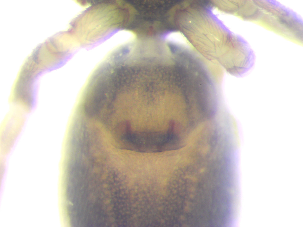 Phrurolithus nigrinus