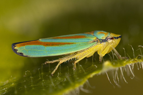 Graphocephala fennahi Young, 1977