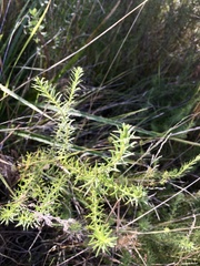 Baccharis coridifolia