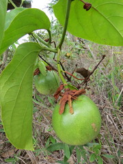 Passiflora nitida