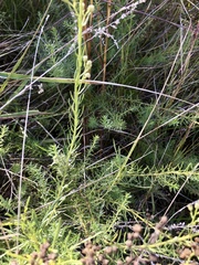 Baccharis coridifolia
