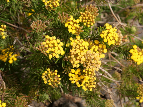 Allagopappus canariensis, photograph 2