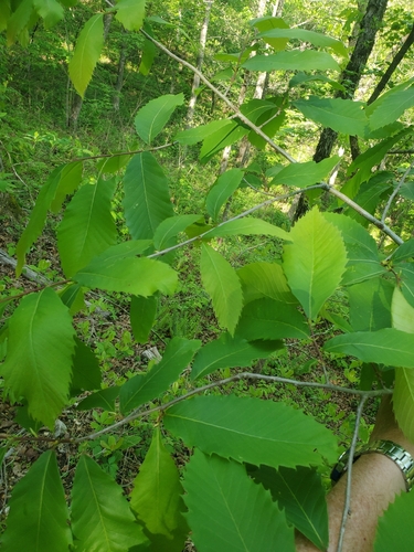 Castanea ozarkensis, photograph 1