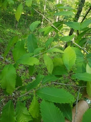 (c) hr_dragonfly, some rights reserved (CC BY) Castanea ozarkensis, photograph (c) hr_dragonfly, some rights reserved (CC BY)