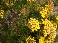 Allagopappus canariensis, photograph (c) Borja Fierro, some rights reserved (CC BY)