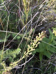Baccharis coridifolia