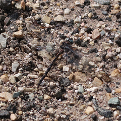 Austroaeschna parvistigma