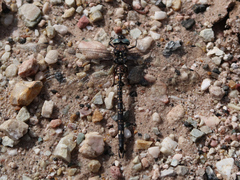 Austroaeschna parvistigma