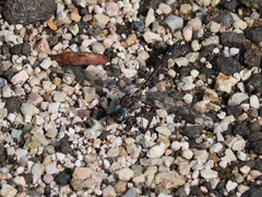 Austroaeschna parvistigma