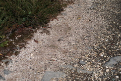 Austroaeschna parvistigma