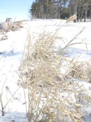 Setaria viridis major