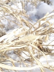 Setaria viridis major